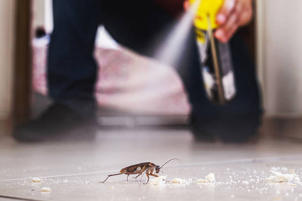 Best Flea Control Services  in North New Hyde Park, NY